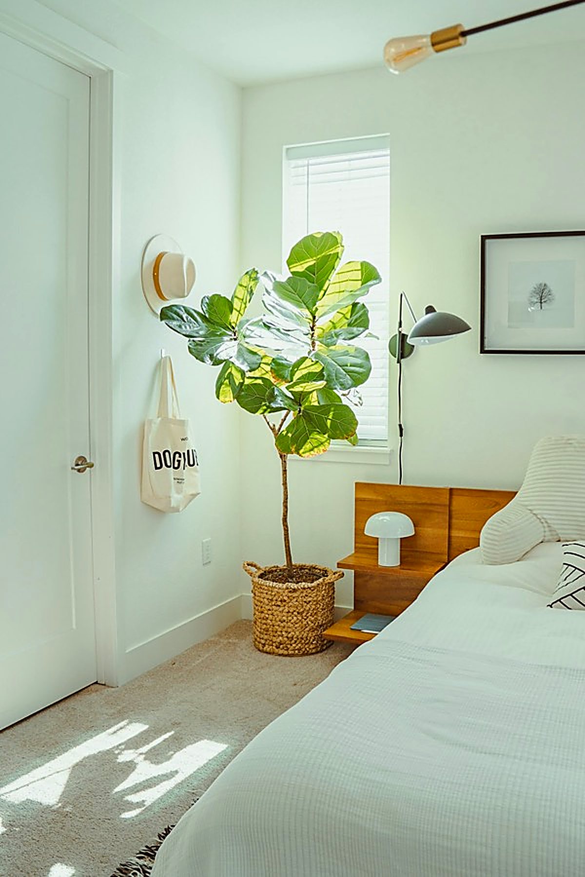Chambre lumineuse avec une grande plante verte.